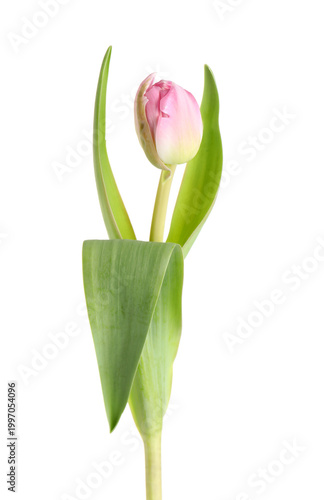 Pink tulip flower on white ...