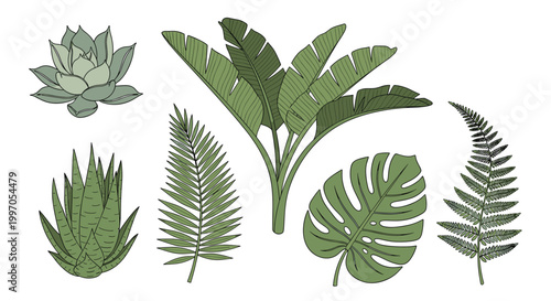 Collection of various tropical leaves including monstera, palm, banana, and fern in a hand-drawn engraved style for design projects.