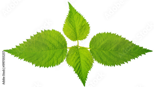 Obraz na plátně Vibrant Green Stinging Nettle Plant with Serrated Leaves