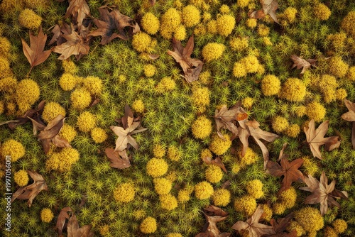 Close-up overhead view of golden yellow small flower clusters scattered across vibrant green mossy ground with scattered dry brown oak leaves in autumn sunlight creating a textured natural pattern
