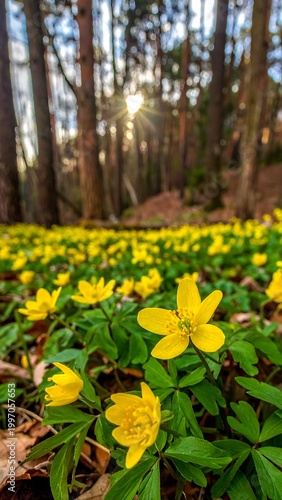 Close-up of yellow wildflowers carpeting a forest floor, with sunlight filtering through tall trees in the background