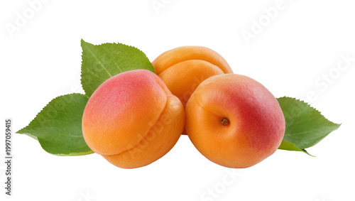 Quadro su tela Ripe orange apricots with green leaves arranged in a row