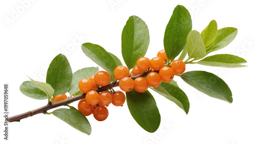 Konstfotografi Vibrant Sea Buckthorn Branch with Orange Berries and Green Leaves