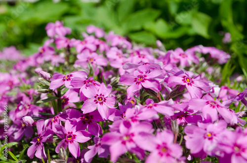 A garden plant on a sunny day. Screensaver or background