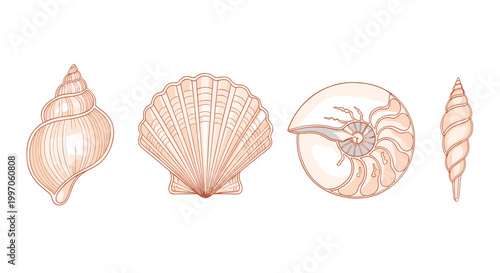 Collection of diverse seashells and nautilus cross-section illustration