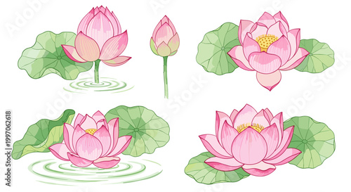 Collection of delicate pink lotus flowers and buds blooming in tranquil water