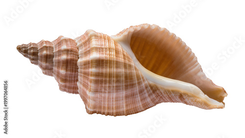 Photos Large spiral seashell with brown and beige striped texture