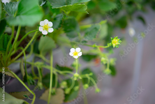Strawberry at vegetable production greenhouse.