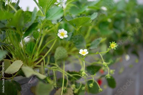 Strawberry at vegetable production greenhouse.