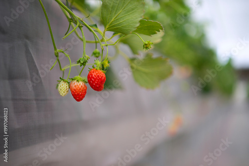 Strawberry at vegetable production greenhouse.