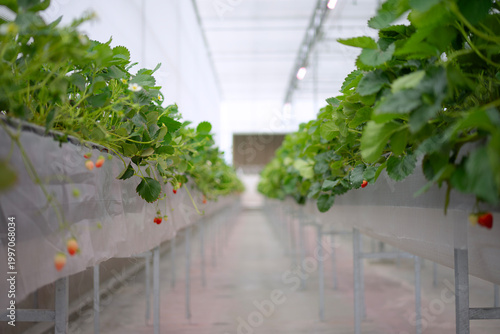 Strawberry at vegetable production greenhouse.