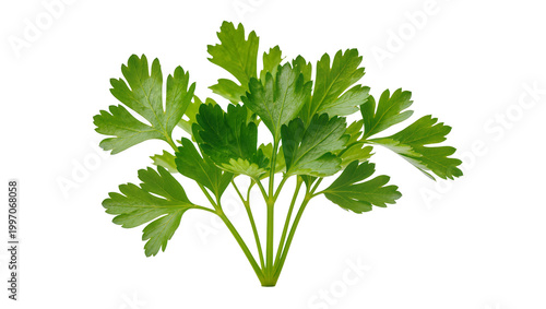 Fotografía Fresh vibrant green parsley bunch with curly leaves and stems