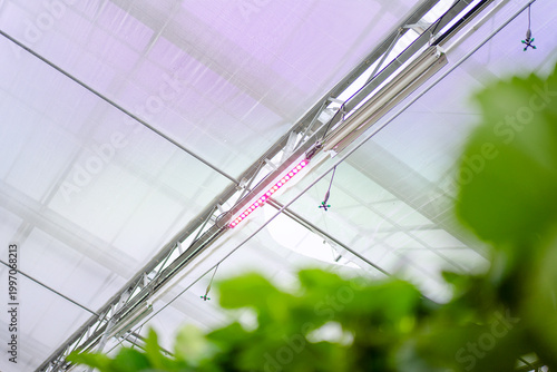 Strawberry at vegetable production greenhouse.