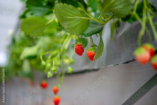 Strawberry at vegetable production greenhouse.