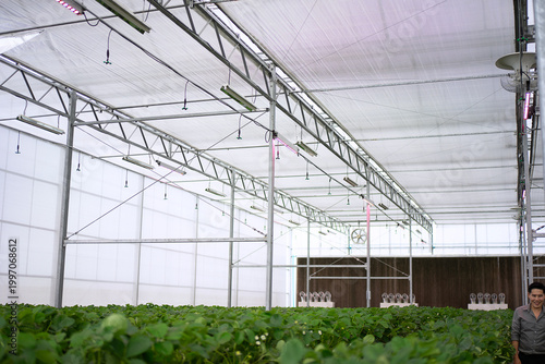 Strawberry at vegetable production greenhouse.