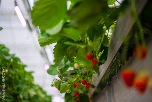 Strawberry at vegetable production greenhouse.