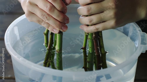 Revitalizing fresh cut rose stems in a cool water bath, a gentle art of preparation for exquisite floral designs