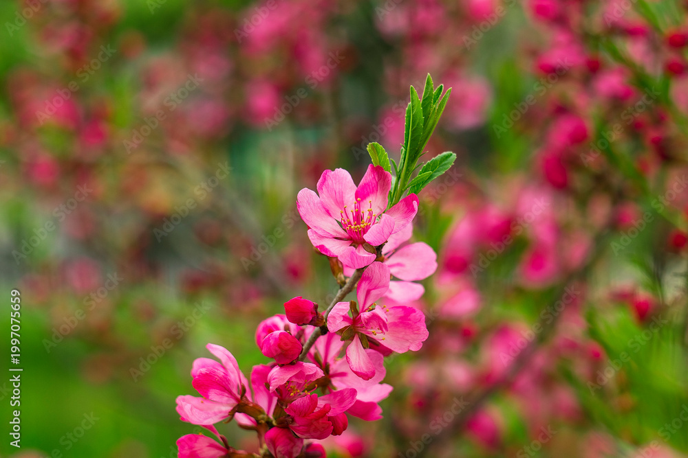 Naklejka premium Blossoming almond branches covered in pink petals and green foliage, captured with shallow depth of field for a calm floral atmosphere.
