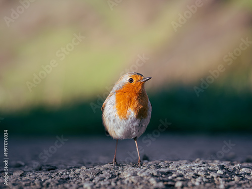 Cuadro en lienzo A European robin standing on a concrete road on a sunny spring day