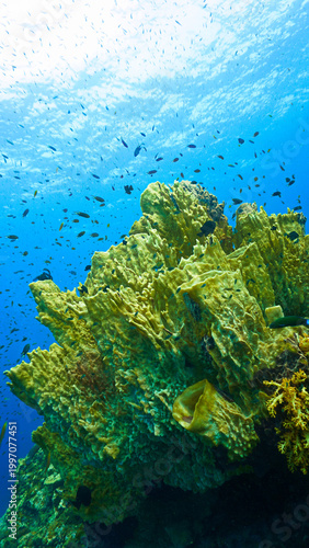 Foto Beautiful colony of Barrel Sponges at a coral reef