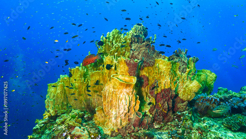 фотографія Beautiful colony of Barrel Sponges at a coral reef