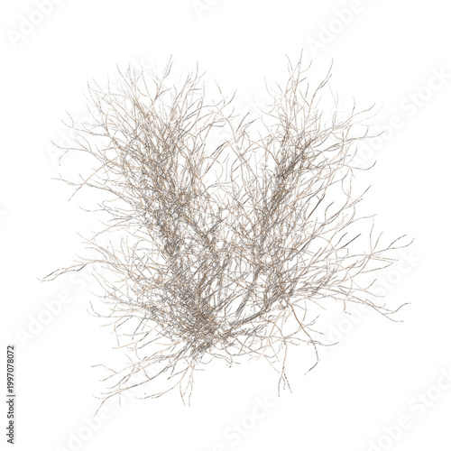 Lilac bare bush isolated transparent background realistic sketch 3d rendering PNG with alpha channel
