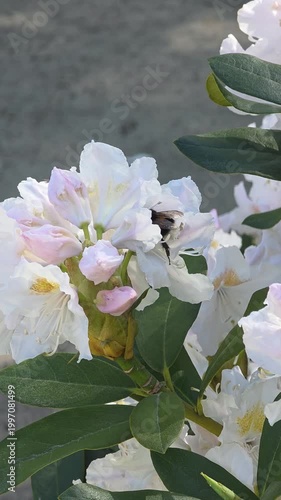 Bumblebee collecting pollen inside white rhododendron flowers in a garden, vertical video