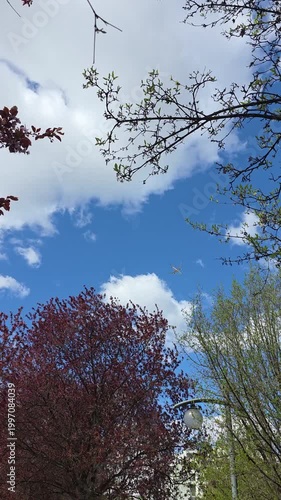 Airplane flying high in the sky seen through blooming tree branches, vertical video