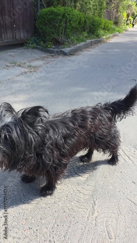 Small black terrier dog walking on asphalt road in suburban area. Handheld camera movement