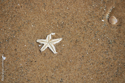 Starfish on sandy beach.
