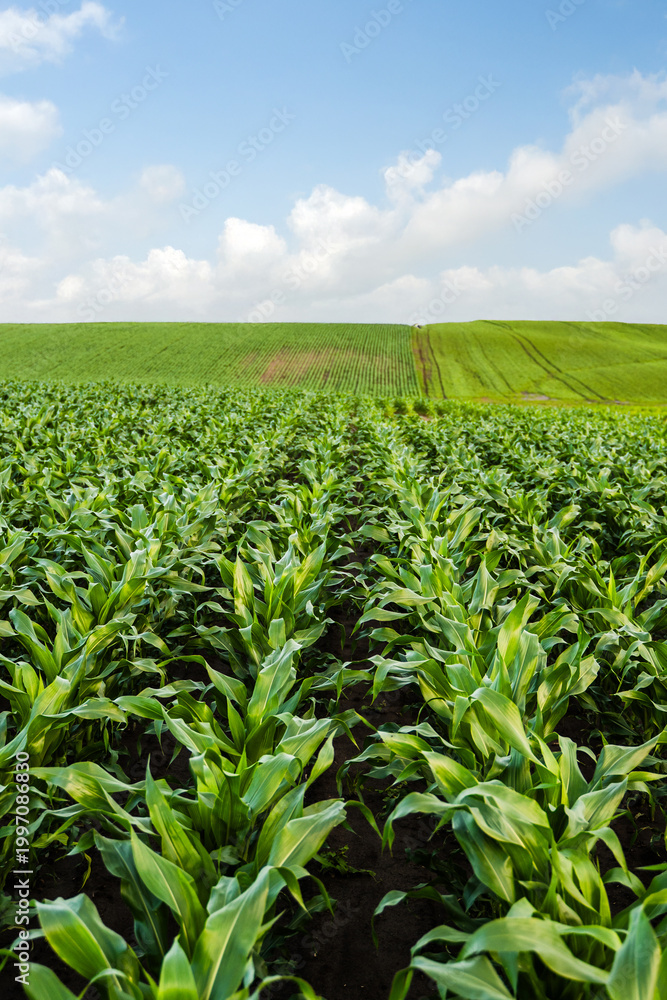 Naklejka premium Wide corn field with young plants growing in rows across agriculture landscape, green crop farming, rural countryside and sustainable agriculture