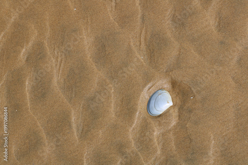Seashell on sandy beach culose-up texture.