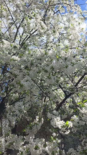 Large cherry tree covered in dense white blossoms against a blue sky. Static shot. Vertical video.