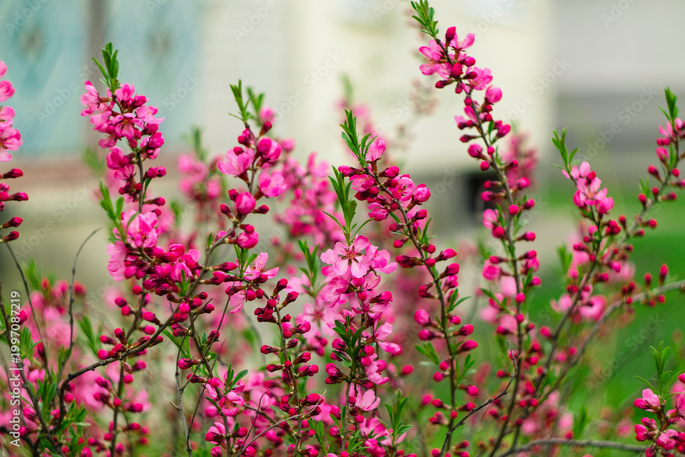 Obraz premium Springtime almond blossoms with vivid pink petals and lush green leaves stand out against a smooth, dreamy natural background.