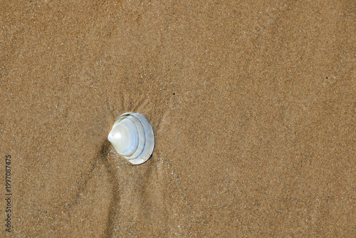 Seashell on sandy beach culose-up texture.
