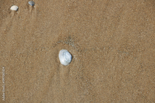 Seashell on sandy beach culose-up texture.