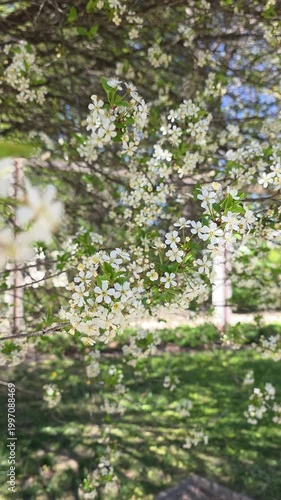 White cherry blossoms on a thin branch in a spring garden with green grass. Static shot. Vertical video.