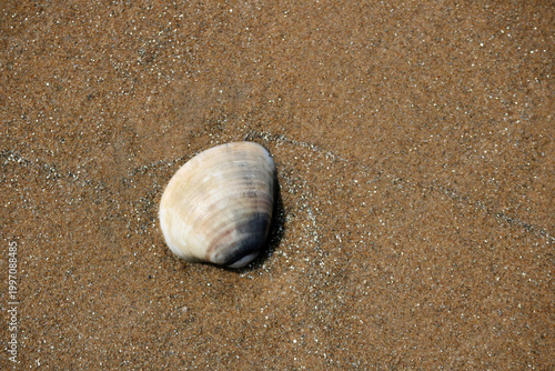 Seashell on sandy beach culose-up texture.