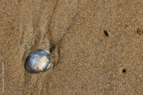 Seashell on sandy beach culose-up texture.