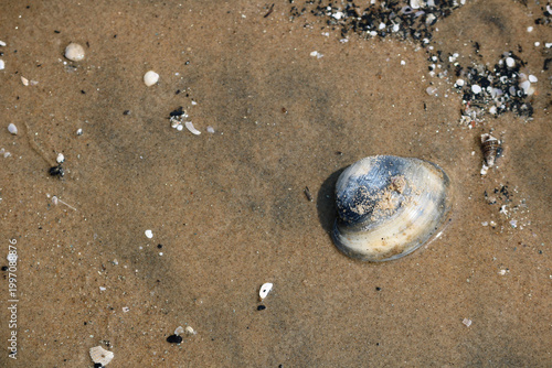 Seashell on sandy beach culose-up texture.