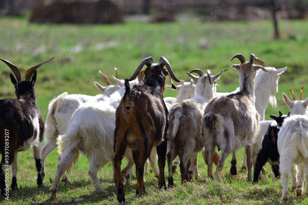 Obraz premium A herd of goats is grazing on a green meadow of different colors. They are grazing on a green meadow. They are eating grass and running around the field.