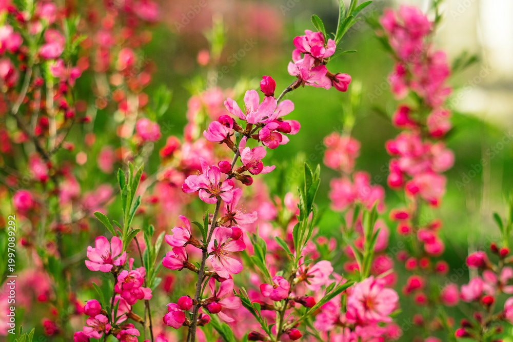 Obraz premium Blooming almond flowers and green leaves create a vibrant cluster, softened by a calm background that adds dimension.