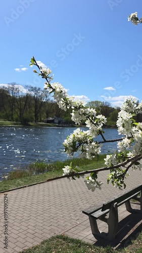 White blossom branches overhanging a park bench and river under a blue sky. Static shot. Vertical video.