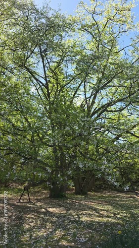Lush green forest with white blossom petals covering the ground under bright sunlight. Static shot. Vertical video.