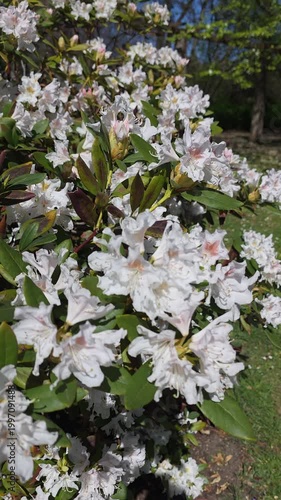 White rhododendron bush blooming with delicate flowers and green leaves in sunlight. Static shot. Vertical video.