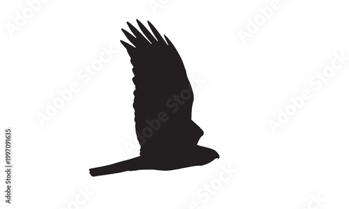 A detailed vector illustration of a small eagle (Hieraaetus pennatus) soaring through the sky. An isolated, high-quality illustration ideal for designs featuring wildlife and birdwatching themes.