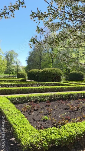 White cherry blossom branch in focus with a formal garden and hedges in the background. Static shot. Vertical video.