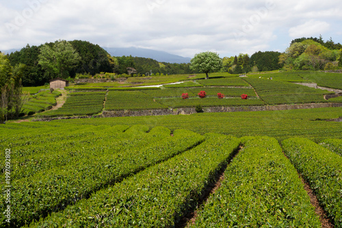 Tapety artystyczne 早春の大淵笹場の茶畑・2026年4月・静岡県富士市