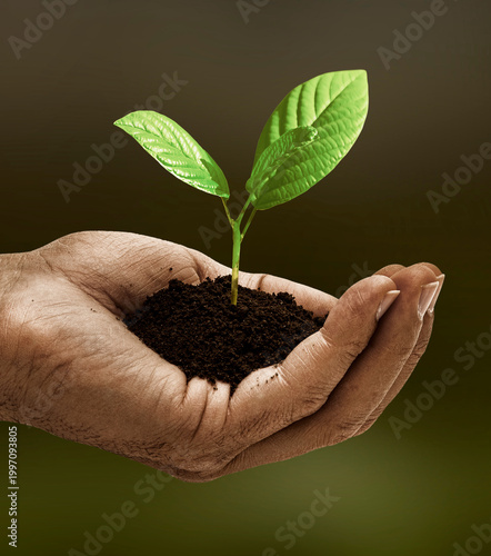 Obraz na plátně Young plant is held protectively in hands