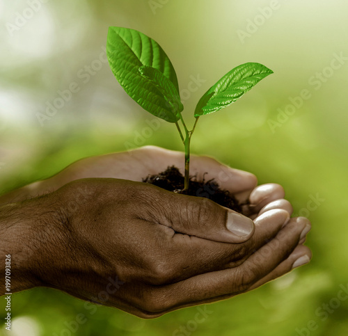 men's hands hold a young plant in the soil